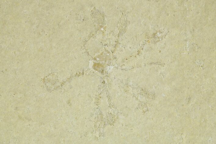 Floating Crinoid (Saccocoma) Fossil - Solnhofen Limestone #377274